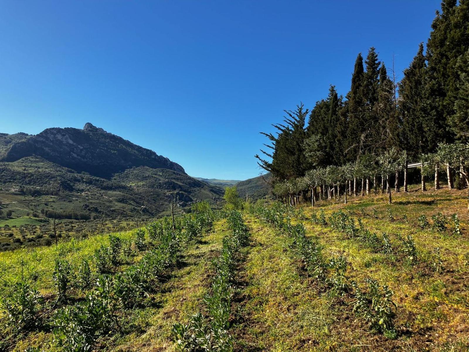 Le Case Di Cardellino - Agrispa Sclafani Exterior photo